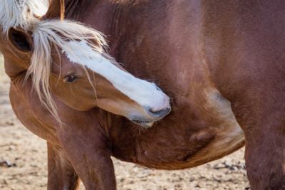 Horse touching flanks